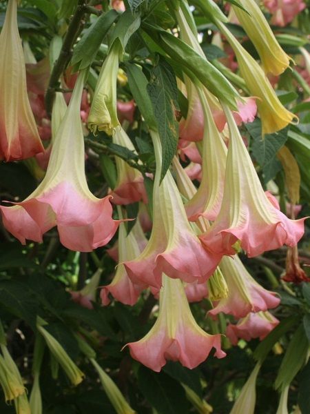 Pembe Melek Borusu Brugmansia sp. Angels Trumpet Pink, +100 cm, Saksıda