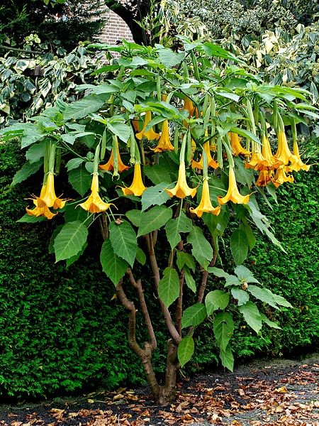 Sarı Melek Borusu Brugmansia sp. Angels Trumpet Yellow, 80-100 cm, Saksıda