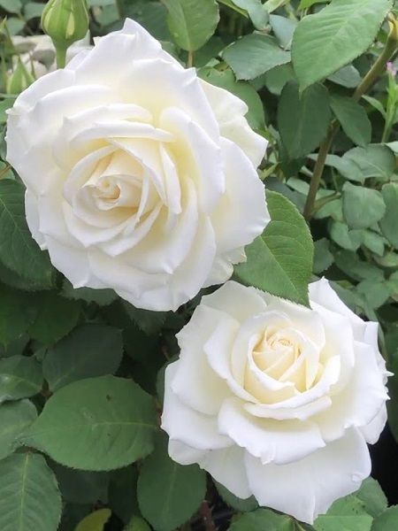 Gül Fidanı Yediveren Beyaz Gül Rosa Laxa, Saksıda