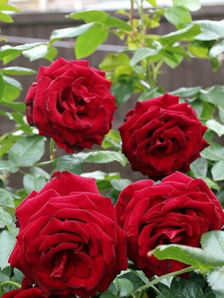 Gül Fidanı Yediveren Kırmızı Gül Rosa laxa, Saksıda