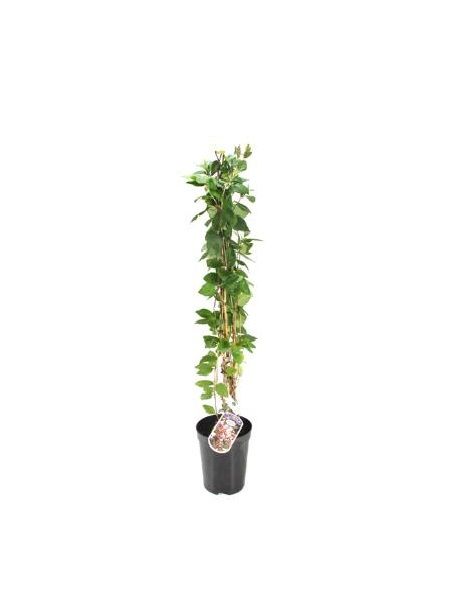 Kokulu Hanımeli Fidanı Lonicera japonica Halliana, +120 cm, Saksıda