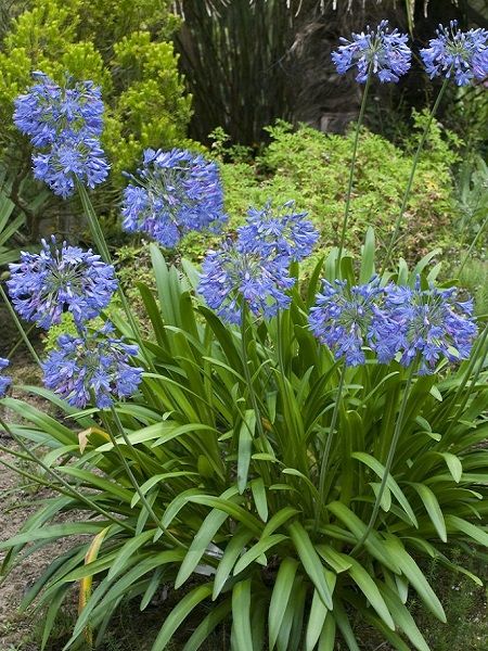 Mavi Sevgi Çiçeği Agapanthus africanus Blue Tohumu, +-20 Adet