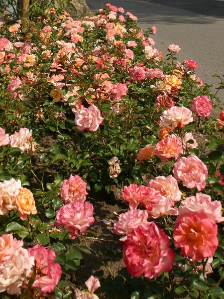 Gül Fidanı Turuncu Peyzaj Gülü Rosa floribunda Cubana, İTHAL, 20-30 cm, Saksıda