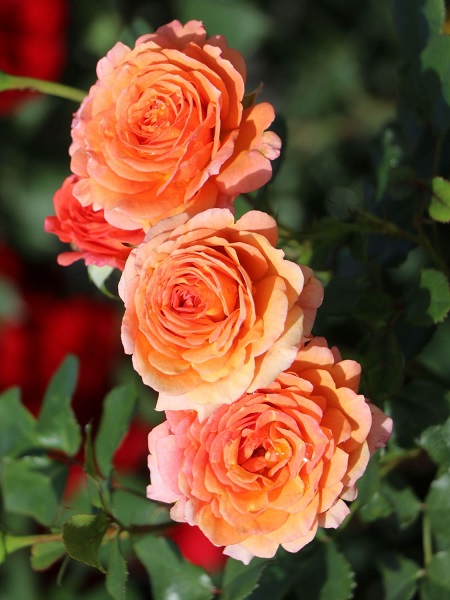 Gül Fidanı Turuncu Rosa laxa Lambada, İTHAL, 20-30 cm, Saksıda