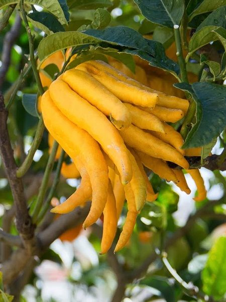 Limon Fidanı Budanın Eli Citrus medica var. Sarcodactylis, +120 cm, Saksıda
