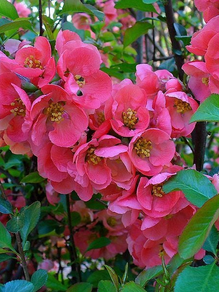 Bahar Dalı Fidanı Pembe Çiçekli Chaenomeles Pink Lady, Saksıda