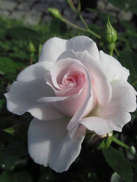 Baston Gül Fidanı Açık Pembe Rosa ad alberello Aspirin, +70 cm, Saksıda