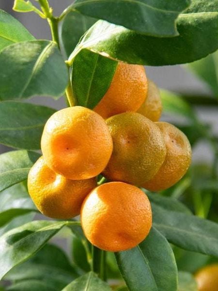 Mandalina Fidanı Süs Citrus calamondin Orange, 120 cm, Saksıda