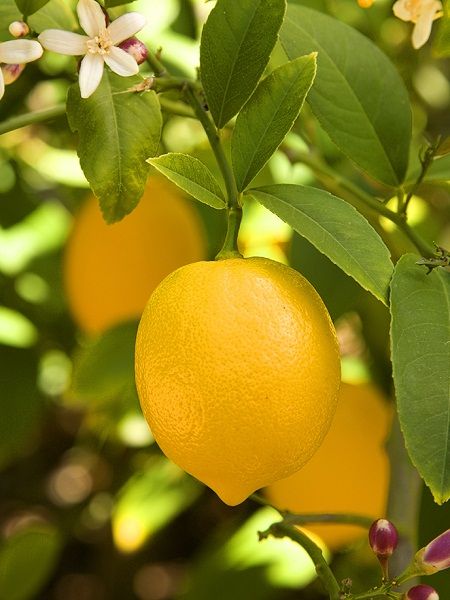 Mayer Limon Fidanı Citrus × Meyeri, +120 cm, Tüplü