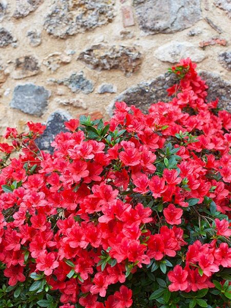 Açelya Bitkisi Kırmızı Çiçekli Azalea japonica STEWARTSTONİAN, İTHAL, Saksıda