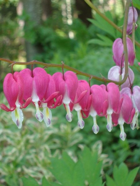 Pembe Ağlayan Kalpler Çiçeği Dicentra spectabilis Pink, İTHAL, Saksıda