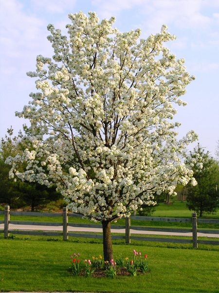 Süs Taş Armudu Amelanchier arborea Robin Hill, İTHAL, 40-60 cm, Saksıda