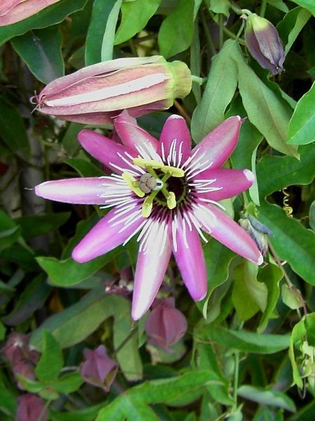 Çarkıfelek Çiçeği Pembe Passiflora Victoria, İTHAL, 80-100 cm, Saksıda