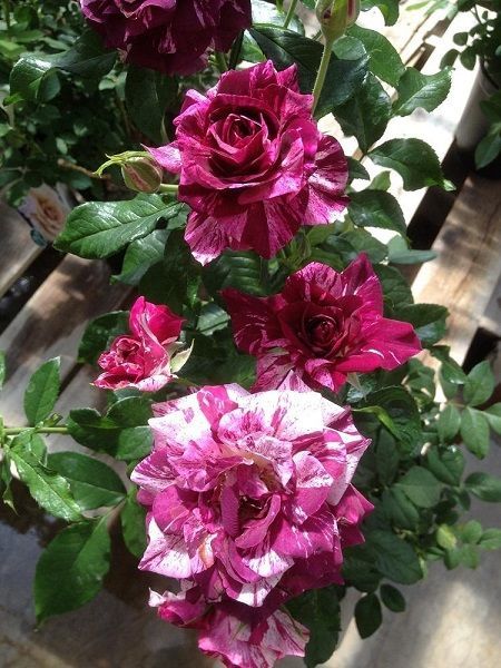 Baston Gül Fidanı Mor-Beyaz Rosa ad alberello Purple Tiger, +120 cm, Saksıda