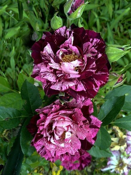 Baston Gül Fidanı Mor-Beyaz Rosa ad alberello Purple Tiger, +120 cm, Saksıda