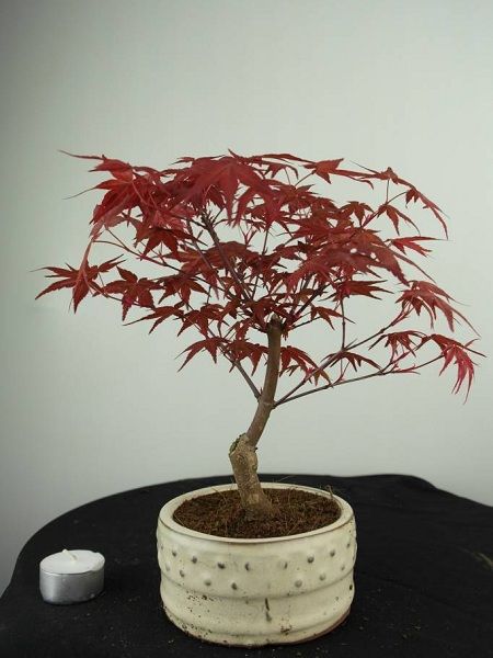 Akçaağaç Kırmızı Yapraklı Acer palmatum Deshojo Bonsai, Saksıda