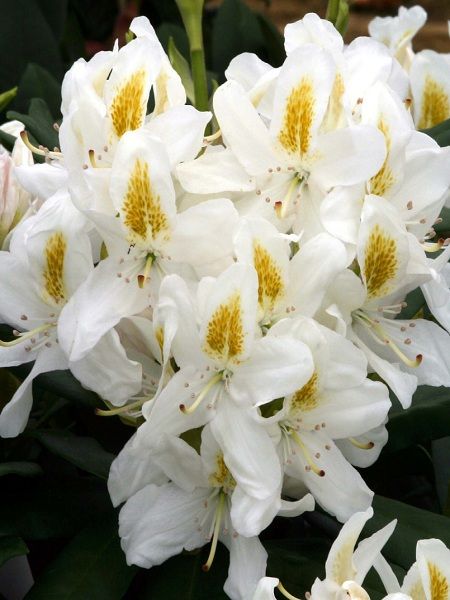 Beyaz Orman Gülü Rhododendron Madame Masson, Tijli, 40-60 cm, İTHAL, Saksıda