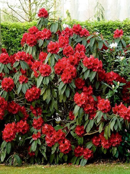 Kırmızı Orman Gülü Rhododendron Red Jack, Tijli, 40-60 cm, İTHAL, Saksıda