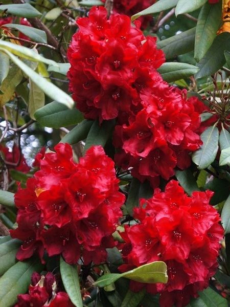 Kırmızı Orman Gülü Rhododendron Red Jack, 20-40 cm, İTHAL, Saksıda
