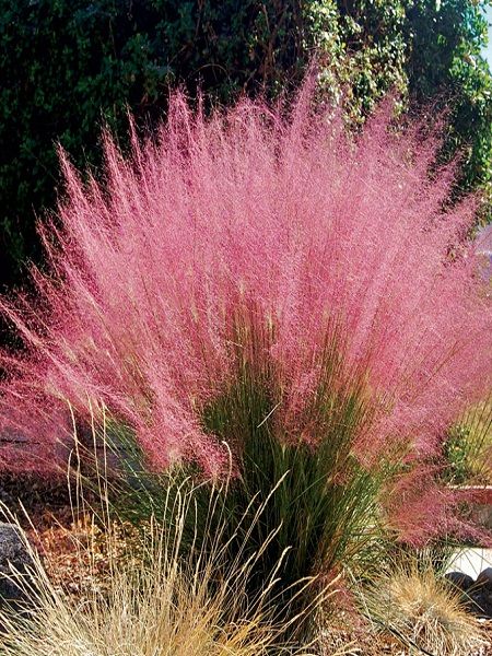 Pembe Pamuk Şekeri Çimi Muhlenbergia capillaris Pink Muhly, Saksıda