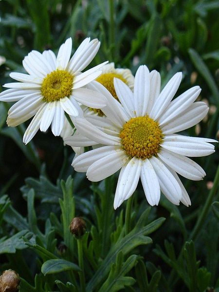 Kır Papatyası Beyaz Renk Çiçek Tohumu +- 100 Adet