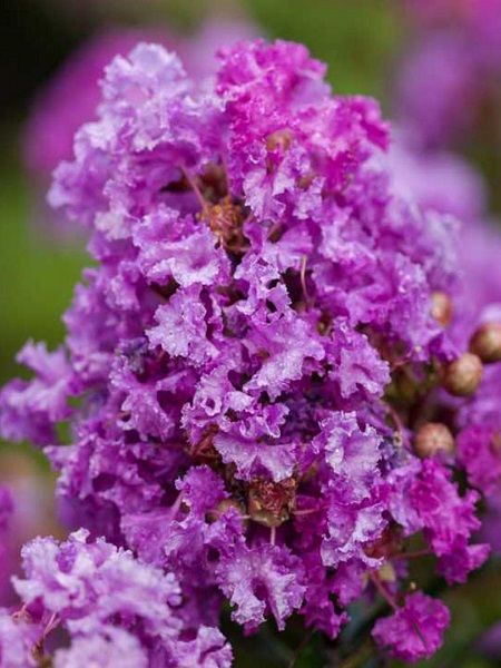 Mor Oya Ağacı Lagerstroemia indica Purple Magic, 20-30 cm, Saksıda