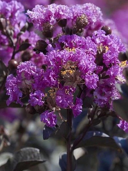 Oya Ağacı Mor Çiçekli Lagerstroemia indica Purple Magic, 120 cm, Saksıda