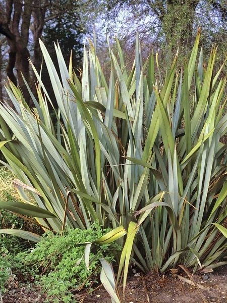 Yeşil Yeni Zelanda Keteni Phormium tenax Green, 30-50 cm, Saksıda