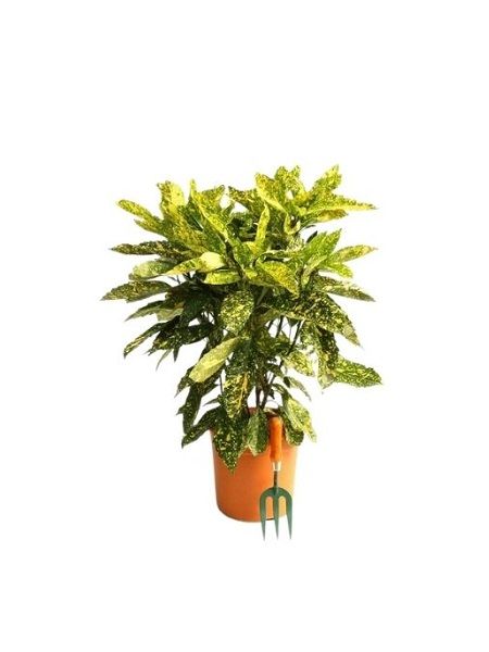 Akuba Lekeli Defne Fidanı Aucuba japonica Crotonifolia, 30-40 cm, Saksıda