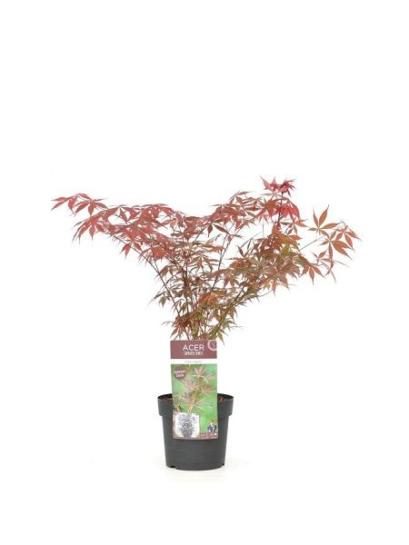 Yeşil Çizgili Akçaağaç Acer palmatum Suminagashi, 40-60 cm, İTHAL, Saksıda