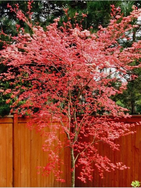 Akçaağaç Küçük Kırmızı Yapraklı Acer palmatum Shindeshojo, 40-60 cm, Saksıda
