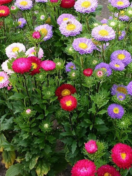 Papatya Çiçekli Aster Çiçeği Karışık Renk Çiçek Tohumu +-50 Adet