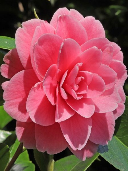 Pembe Çiçekli Kamelya Camellia japonica Mrs. Tingley, İTHAL, +80 cm, Saksıda