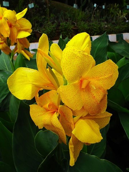 Sarı Tesbih Çiçeği Canna indica Yellow, Saksıda