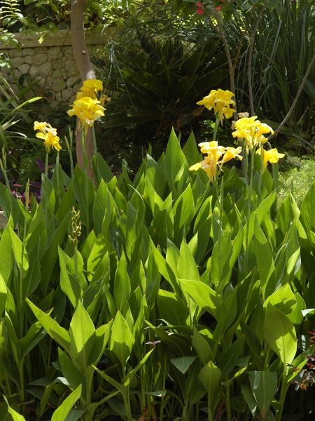 Sarı Tesbih Çiçeği Canna indica Yellow, Saksıda