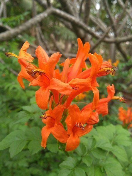 Turuncu Tekomarya Çiçeği Tecomaria capensis Orange, İTHAL, Saksıda