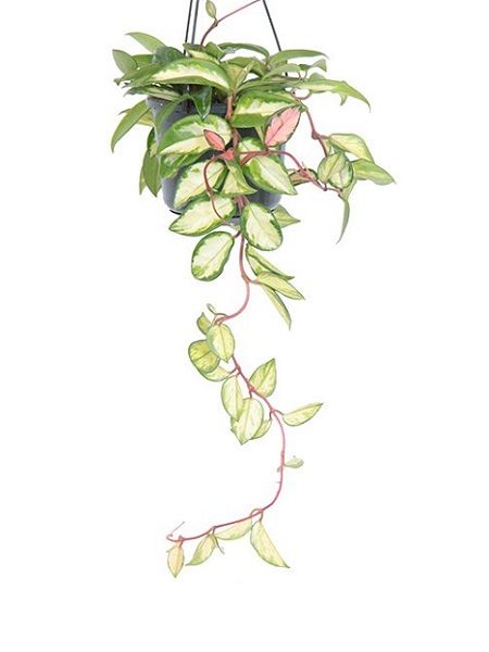 Alacalı Mum Çiçeği Hoya carnosa Tricolor, Saksıda