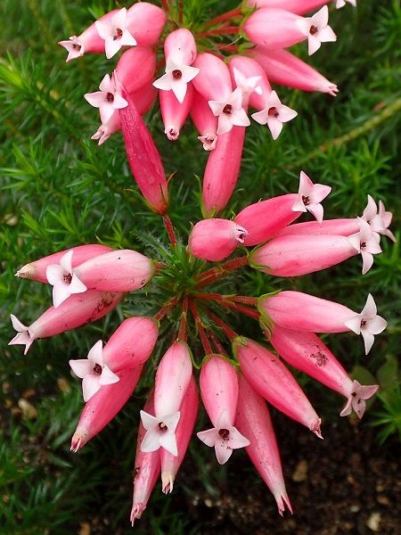 Funda Çalısı İri Çiçekli Pembe Erica ventricosa Pink, Saksıda