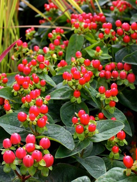 Kırmızı Meyveli Kantaron Çiçeği Hypericum miracle Attraction, Saksıda