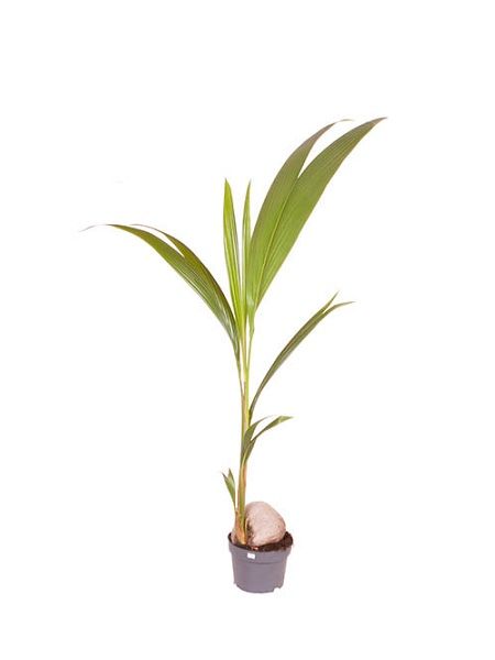 Hindistan Cevizi Palmiyesi Cocos nucifera, +100 cm, Saksıda