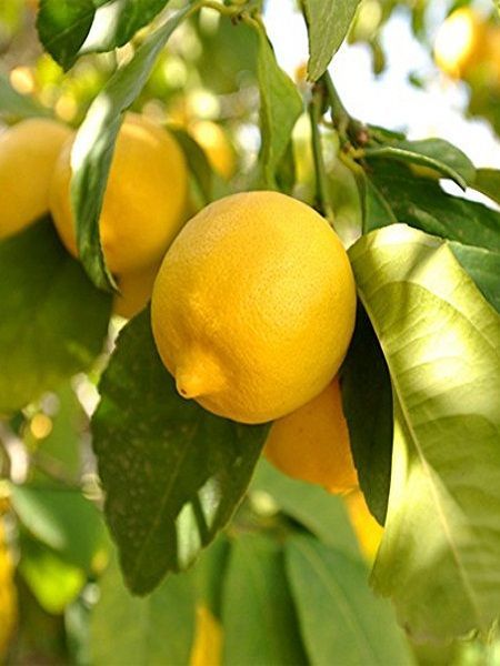 Limon Fidanı Mayer Citrus × Meyeri, +3 Yaş, +120 cm, Tüplü
