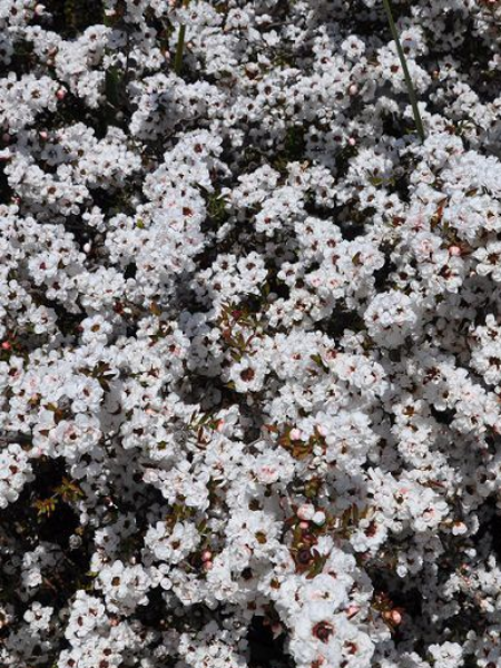 Leptospermum scoparium Snow FleuryBG8 RAMIFIE