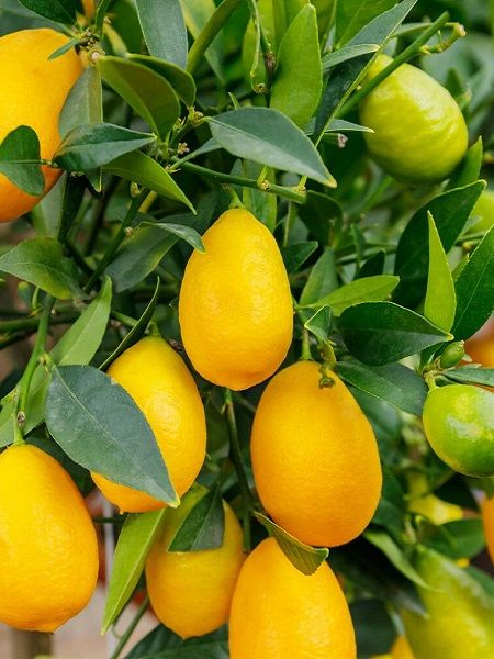 Meksika Misket Limon Fidanı Citrus hybrid Limequat, 80-100 cm, Saksıda