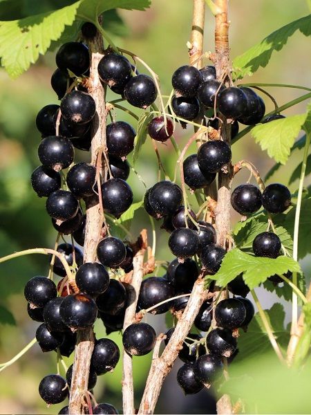 Siyah Frenk Üzümü Fidanı Ribes nigrum Rosenthals Langtraubige, 40-50 cm, Saksıda