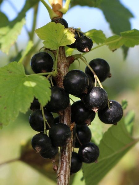 Frenk Üzümü Fidanı Siyah Ribes nigrum Rosenthals Langtraubige, 3-4 yaş, 80-100 cm, Saksıda