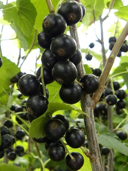 Frenk Üzümü Fidanı Siyah Ribes nigrum Boskoop Giant Saksıda