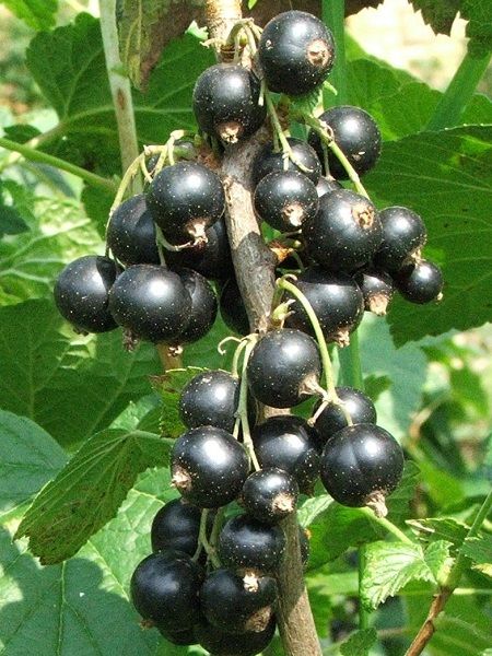 Frenk Üzümü Fidanı Siyah Ribes nigrum Boskoop Giant Saksıda
