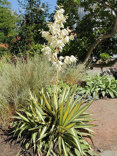 Alacalı Avize Çiçeği Fidanı Yucca filamentosa Color Guard, Saksıda