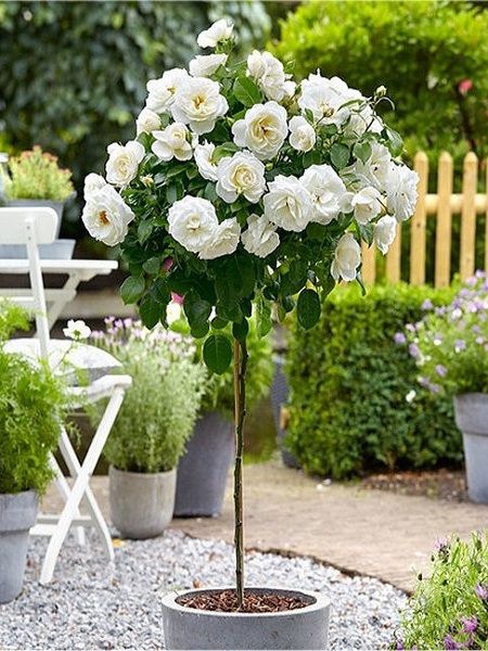 Baston Gül Fidanı Beyaz Rosa ad alberello White, 120 cm, Saksıda