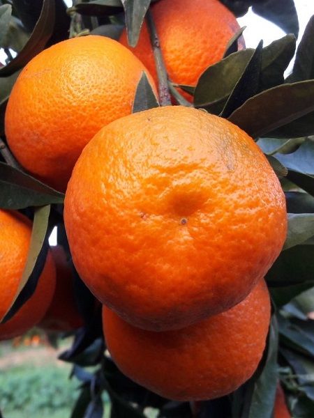 Çekirdeksiz Mandalina Fidanı Citrus mandarin Okitsu, 80-100 cm, Tüplü